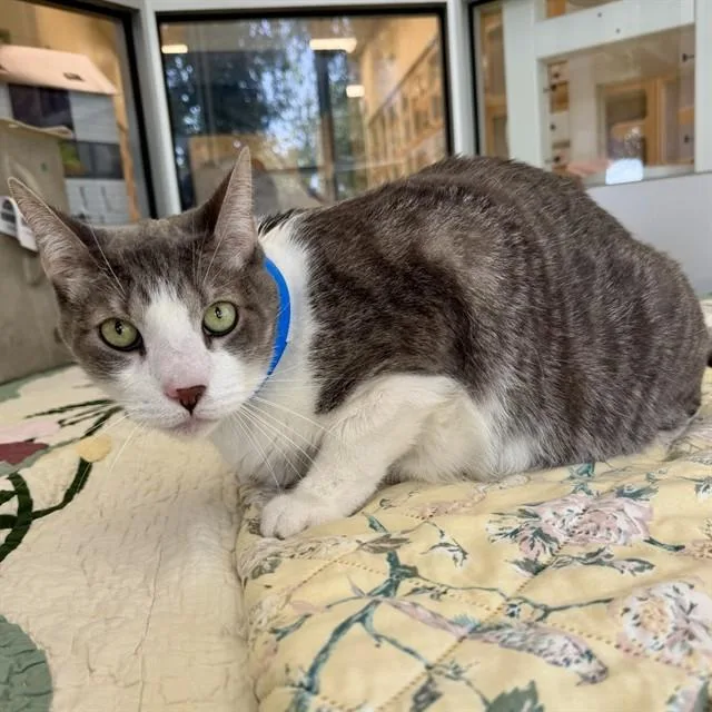 An adult small-sized male Domestic Short Hair cat named Shamrock for adoption in Riverside, CA