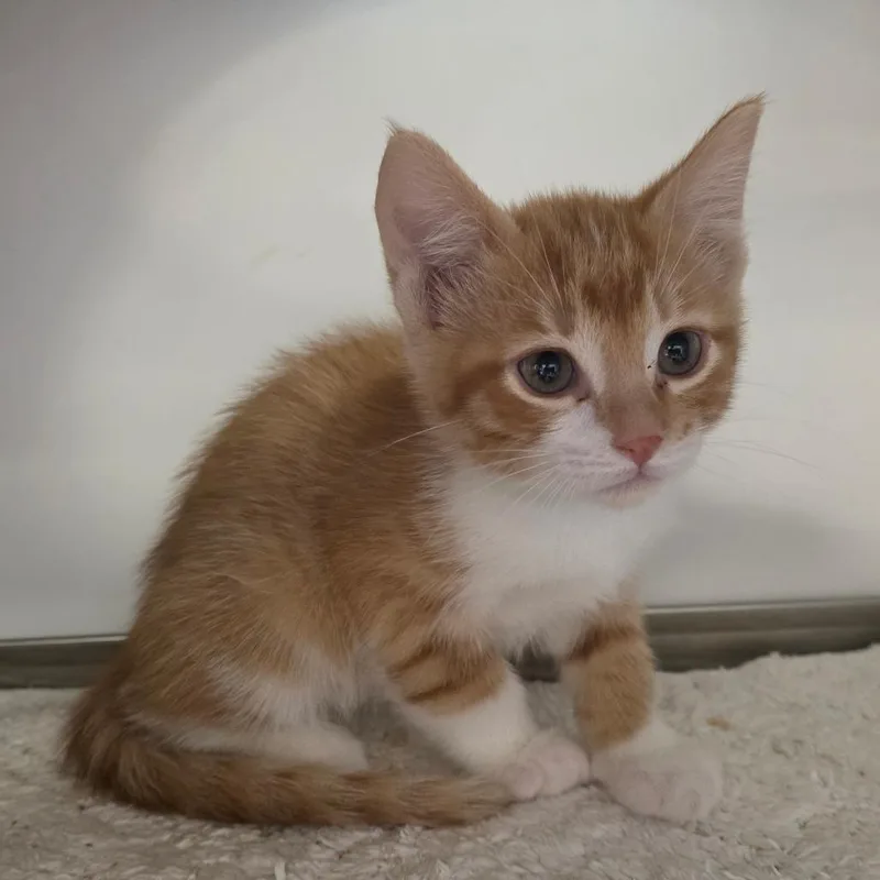 A baby small-sized male Orange / Red Domestic Short Hair cat named Admiral for adoption in Park City, UT
