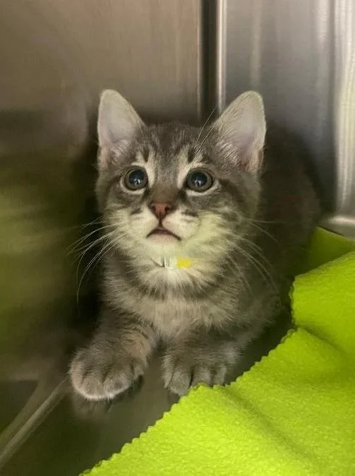 A baby medium-sized male Tabby (Gray / Blue / Silver) Domestic Short Hair cat named Fox Trot for adoption in Pasco, WA