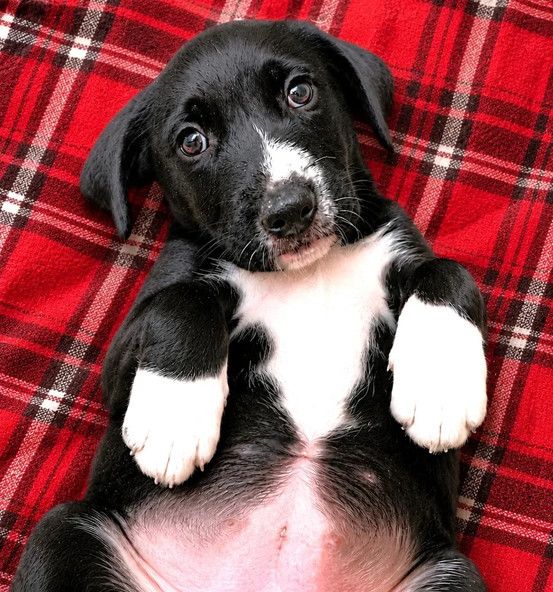 A baby medium-sized male Black Labrador Retriever dog named Tucker for adoption in Lake Geneva, WI