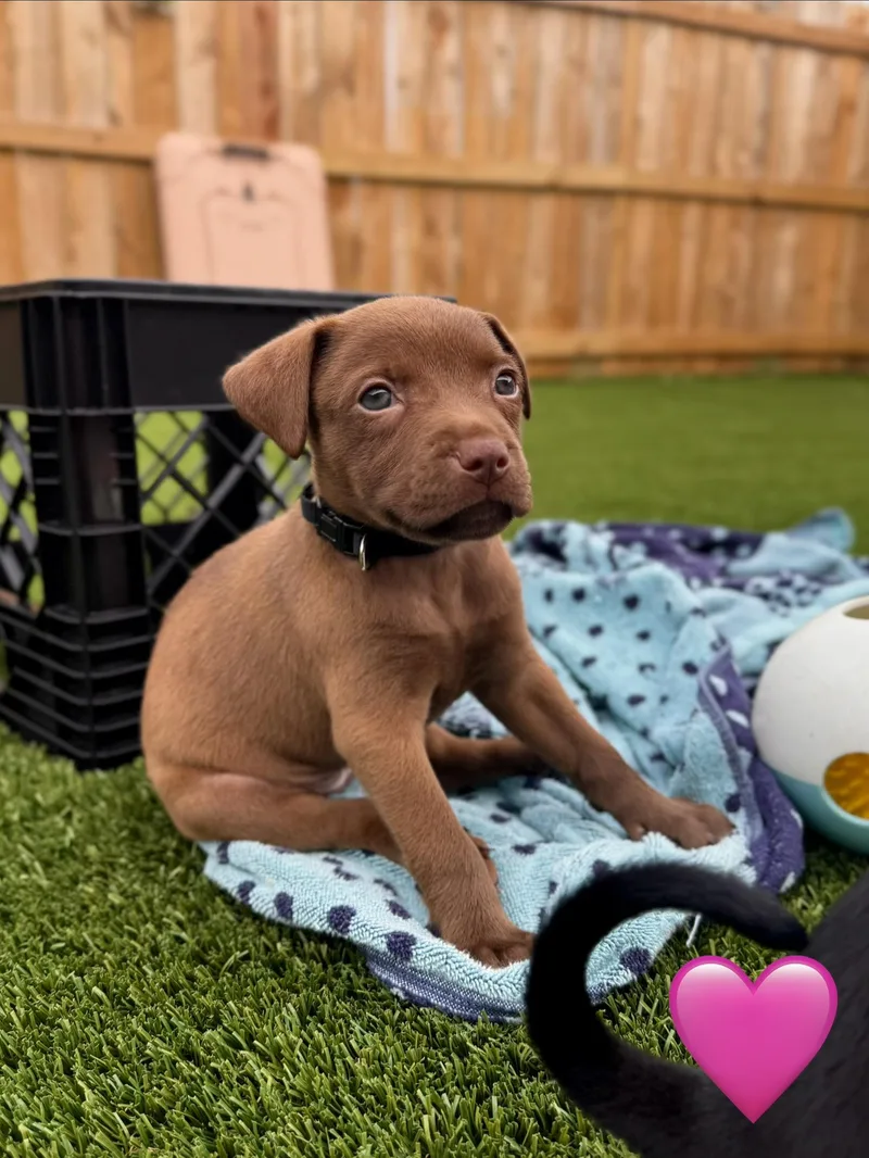 A baby medium-sized female Labrador Retriever dog named Amber for adoption in Mount Juliet, TN