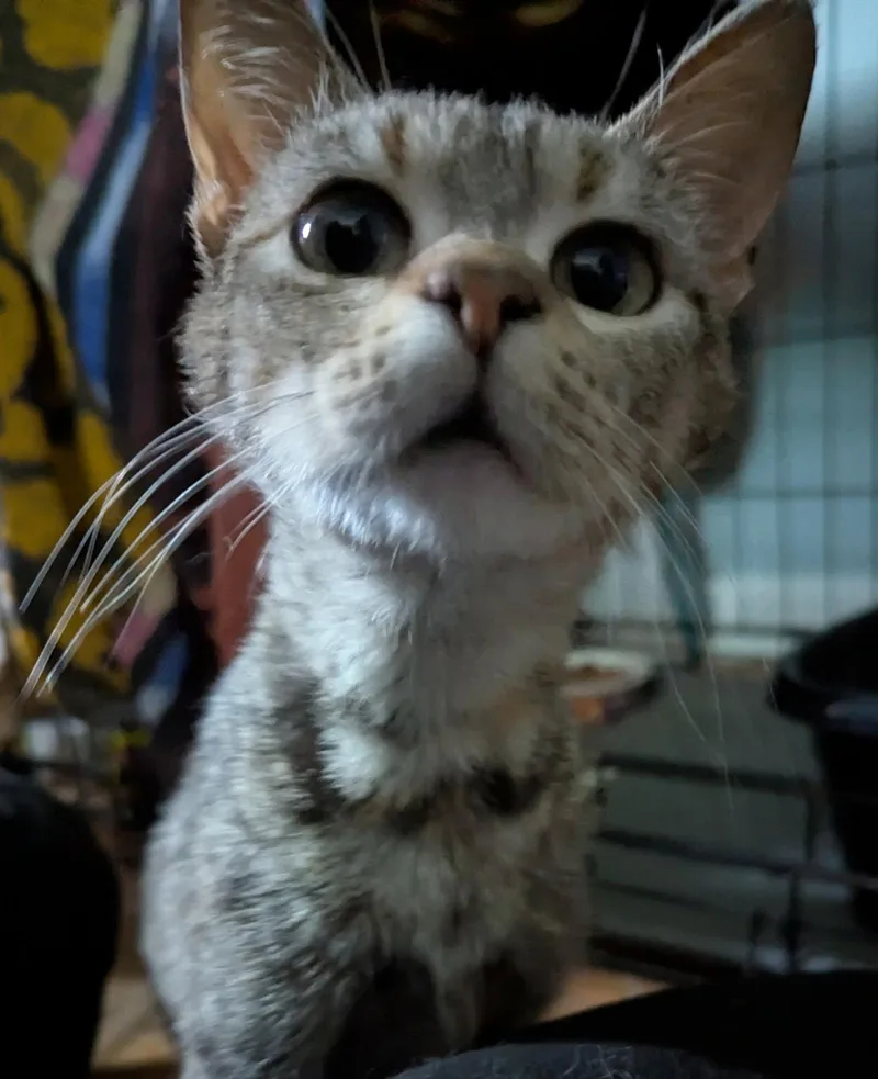 A baby medium-sized female Tabby cat named Beep for adoption in Harrisburg, PA