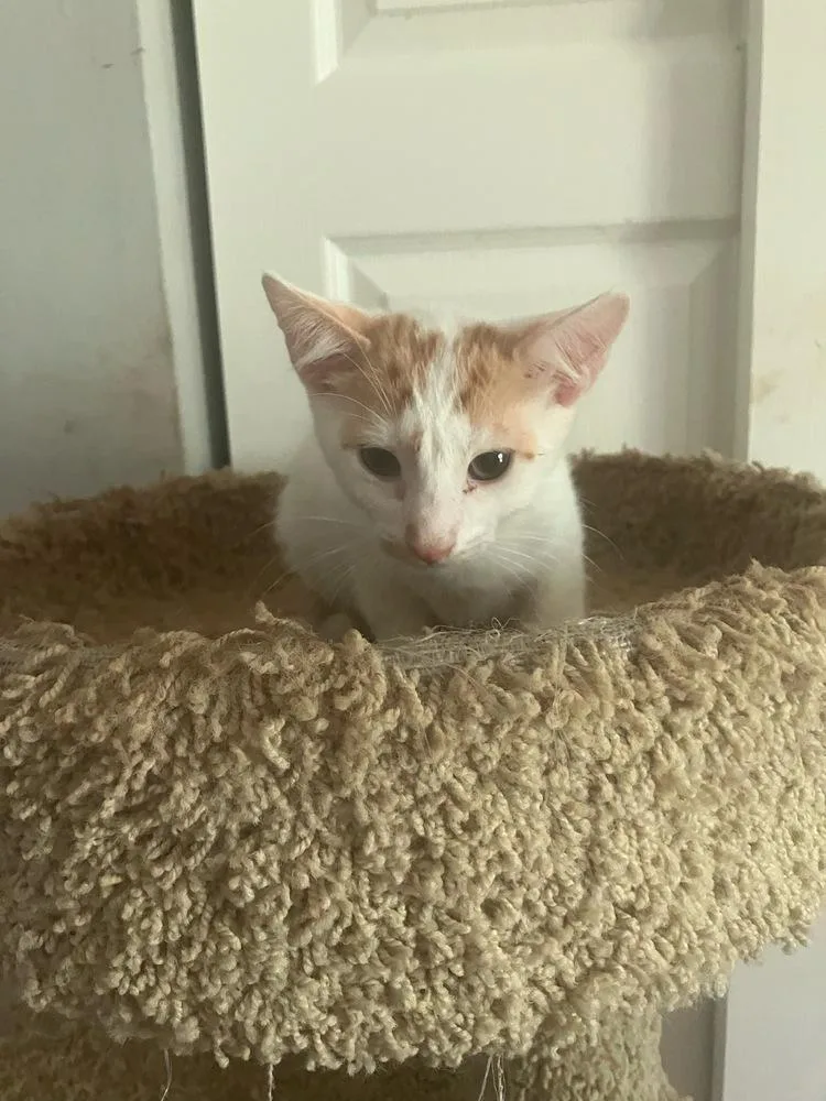 A baby small-sized male Orange & White Domestic Short Hair cat named Nickels for adoption in Orlando, FL