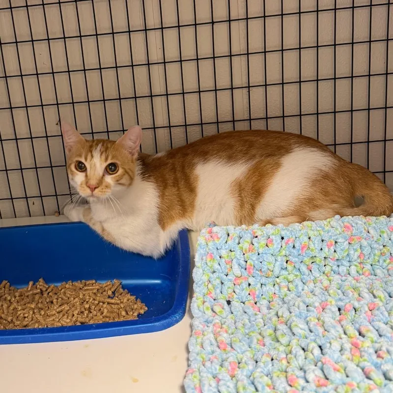 A young medium-sized male Orange / Red Domestic Short Hair cat named Fizzy for adoption in Columbiana, AL