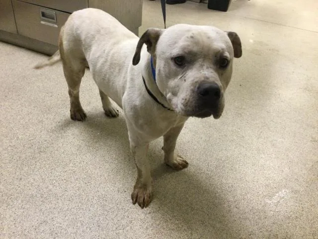 An adult medium-sized male Pit Bull Terrier dog named Cutie for adoption in Riverside, CA