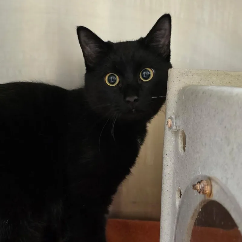 An adult medium-sized male Domestic Short Hair cat named Onyx for adoption in Winston-Salem, NC