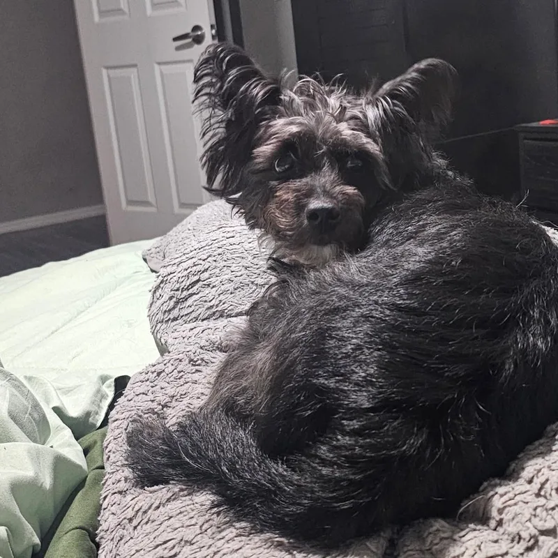A senior small-sized female Scottish Terrier dog named Poppi for adoption in Oklahoma City, OK