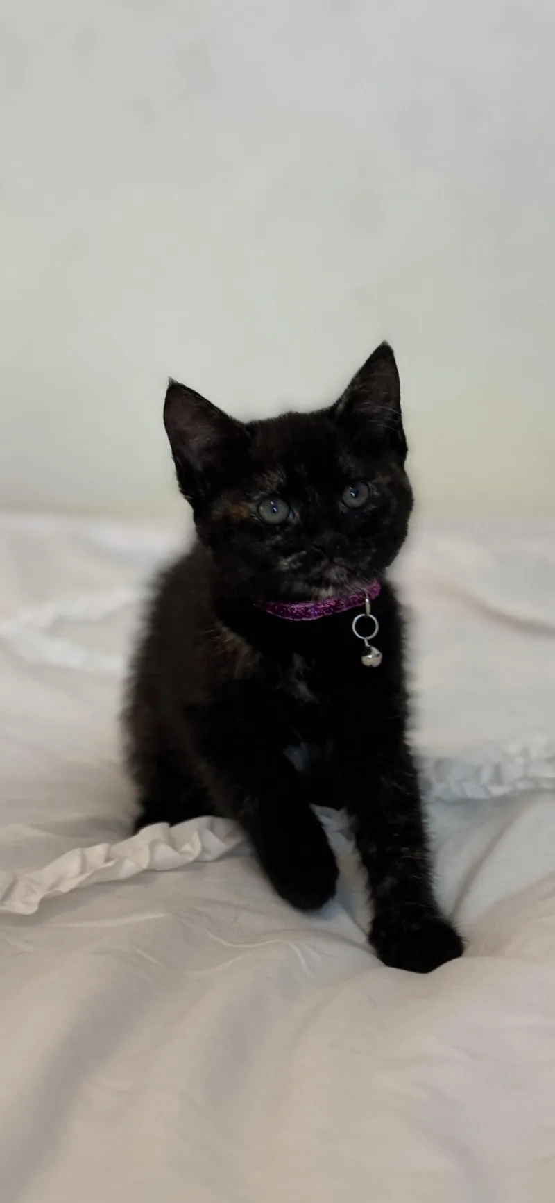 A baby medium-sized female Domestic Short Hair cat named Nyx for adoption in Riverside, CA