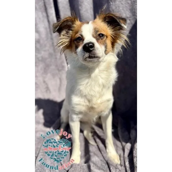 A young small-sized female White / Cream Papillon dog named Bessie for adoption in Inglewood, CA