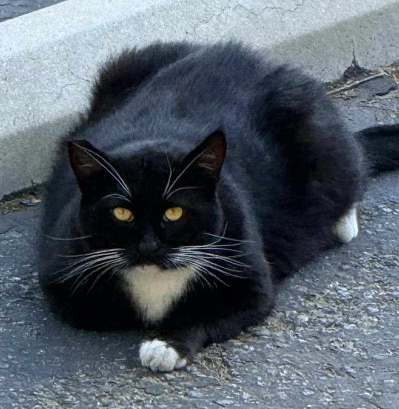 An adult large-sized male Black & White / Tuxedo Tuxedo cat named Jb for adoption in Lake Elsinore, CA