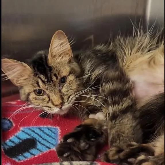 An adult medium-sized female Brown / Chocolate Domestic Medium Hair cat named Tube Sock for adoption in Austin, TX