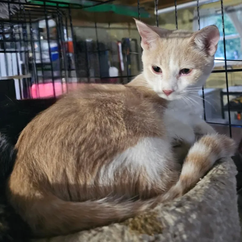 A baby small-sized male Buff / Tan / Fawn Domestic Short Hair cat named Butters for adoption in Rochester, MN