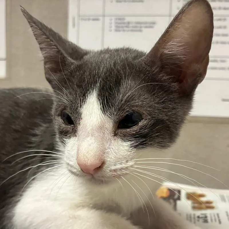 A baby small-sized male Gray / Blue / Silver Domestic Short Hair cat named Tater tot for adoption in Yuma, AZ