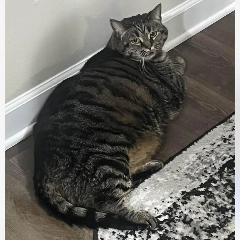 Coco Chanel