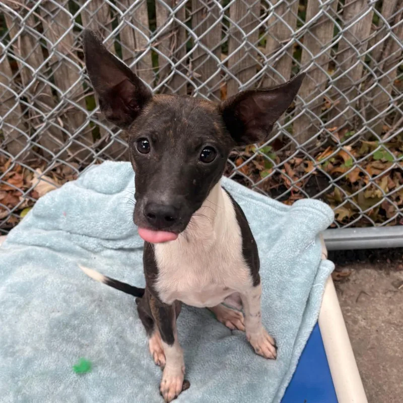 A baby small-sized female Mixed Breed dog named Babette for adoption in East Hanover, NJ