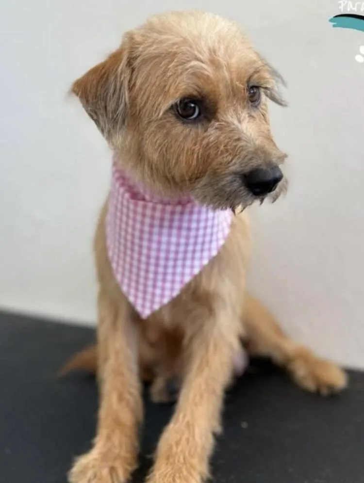 A young small-sized female Irish Terrier dog named Poppy for adoption in Orlando, FL