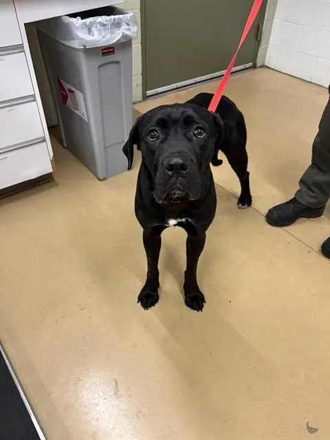 A young large-sized female Presa Canario dog named Jessie for adoption in Minneapolis, MN