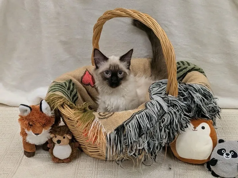 A baby medium-sized male Seal Point Siamese cat named Smores for adoption in Pueblo, CO