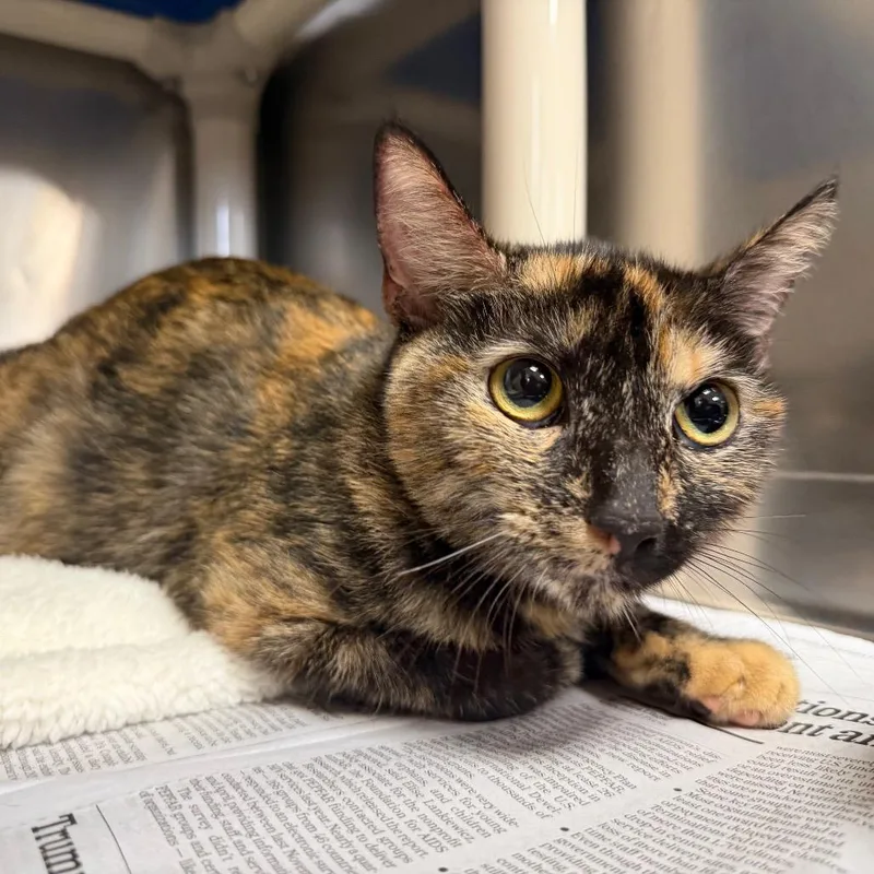 An adult medium-sized female Domestic Short Hair cat named "Rosie" for adoption in Perkiomenville, PA