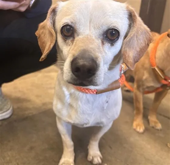 An adult small-sized female Chihuahua dog named May for adoption in Ontario, CA