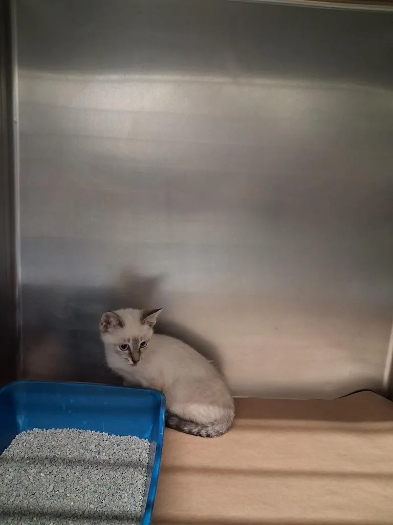 A baby small-sized male Domestic Short Hair cat named Baloo for adoption in Cartersville , GA