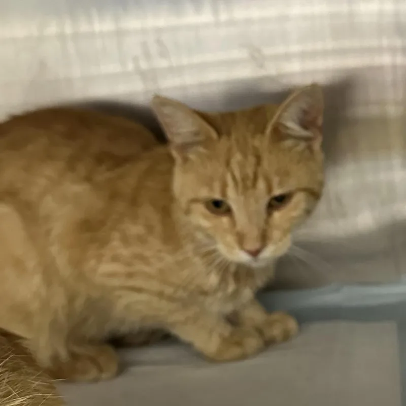 An adult small-sized male Domestic Short Hair cat named Kenan for adoption in Corbin, KY