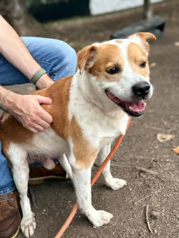 An adult medium-sized male Labrador Retriever dog named Rockstar for adoption in Chicago, IL
