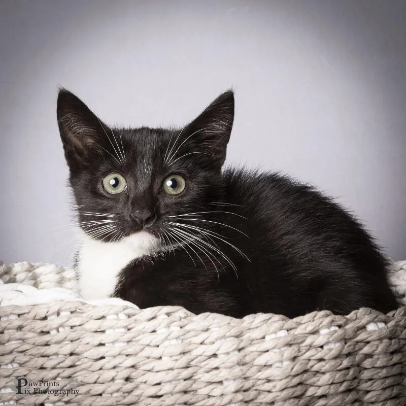 A young medium-sized female Black & White / Tuxedo Domestic Short Hair cat named Smoke for adoption in Maryville, TN