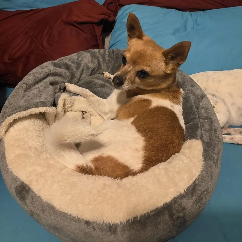 Ballerina thumbnail 2