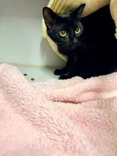 A young medium-sized male Black Domestic Short Hair cat named Count Chocula for adoption in Winter Haven, FL