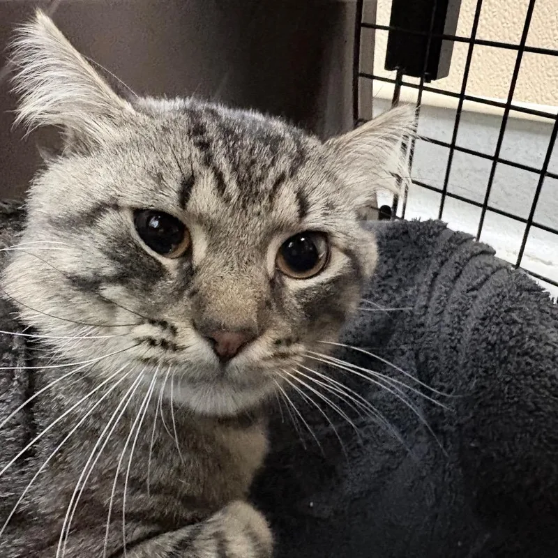 An adult medium-sized male Domestic Short Hair cat named Steam Engine for adoption in Tacoma, WA