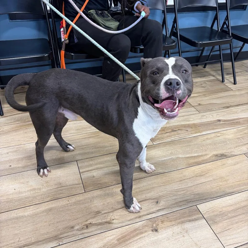 A young large-sized male Gray / Blue / Silver Pit Bull Terrier dog named Prince for adoption in Newark, NJ