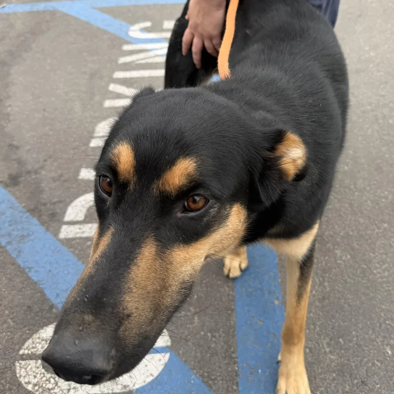 A young large-sized male Black Shepherd dog named Koda for adoption in Frazier Park, CA