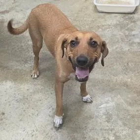 A young medium-sized female Red / Chestnut / Orange Bloodhound dog named Feona U for adoption in Tupelo, MS