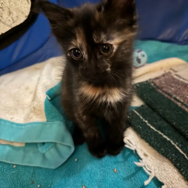 A baby small-sized female Tortoiseshell Domestic Medium Hair cat named Hazel for adoption in Chino Hills, CA