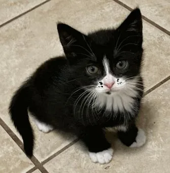 A baby small-sized female Domestic Short Hair cat named Bella for adoption in Largo, FL