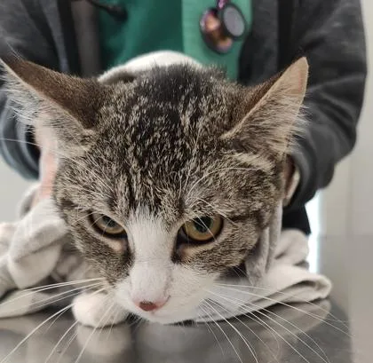 An adult medium-sized female Domestic Short Hair cat named Jasmine for adoption in Lafayette, IN