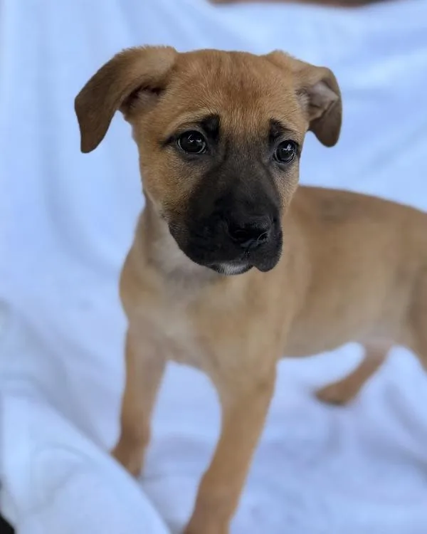 A baby small-sized female Shepherd dog named Cayenne for adoption in Canton, GA