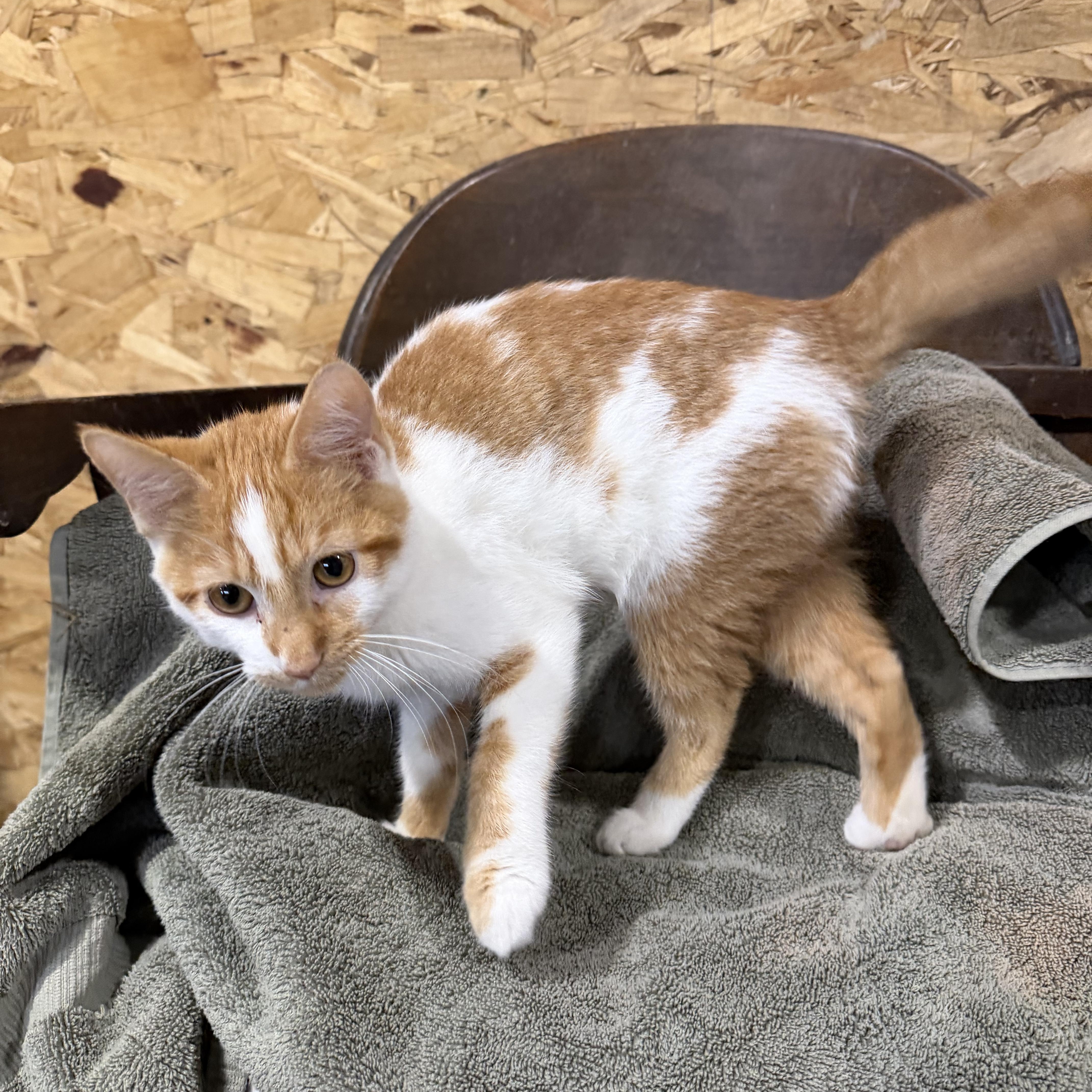 A young medium-sized male Orange & White Domestic Short Hair cat named Pinto for adoption in Stockholm, WI