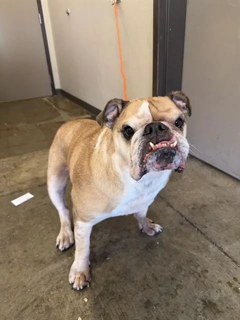 An adult medium-sized male English Bulldog dog named Hercules for adoption in Ontario, CA