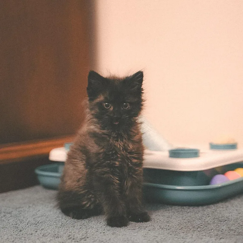 A baby small-sized female Black Domestic Long Hair cat named Avalon for adoption in Middle Village, NY
