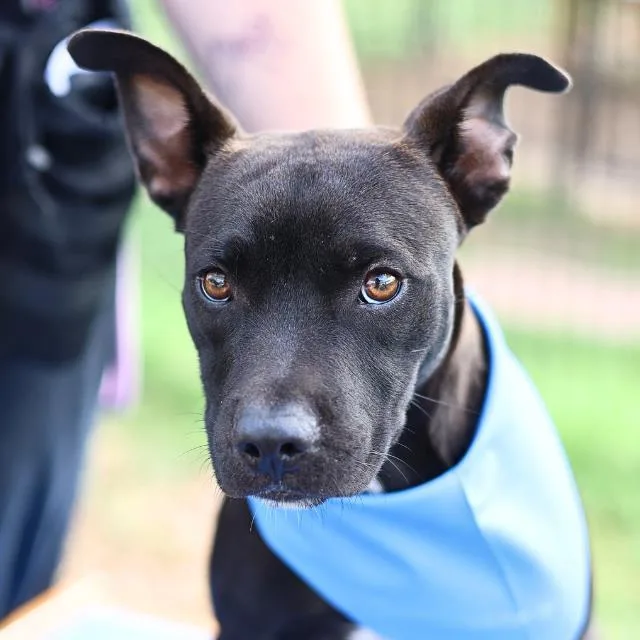 A young medium-sized male Labrador Retriever dog named Virgil for adoption in San Antonio, TX