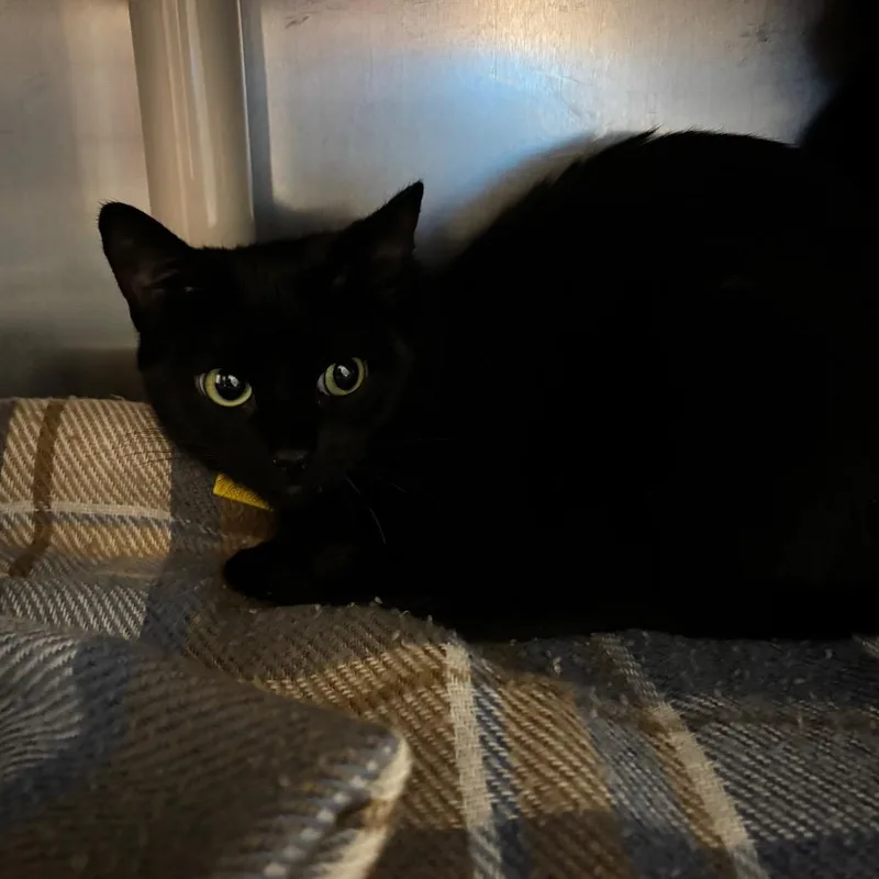 An adult medium-sized female Black Domestic Short Hair cat named April for adoption in Springfield, MA