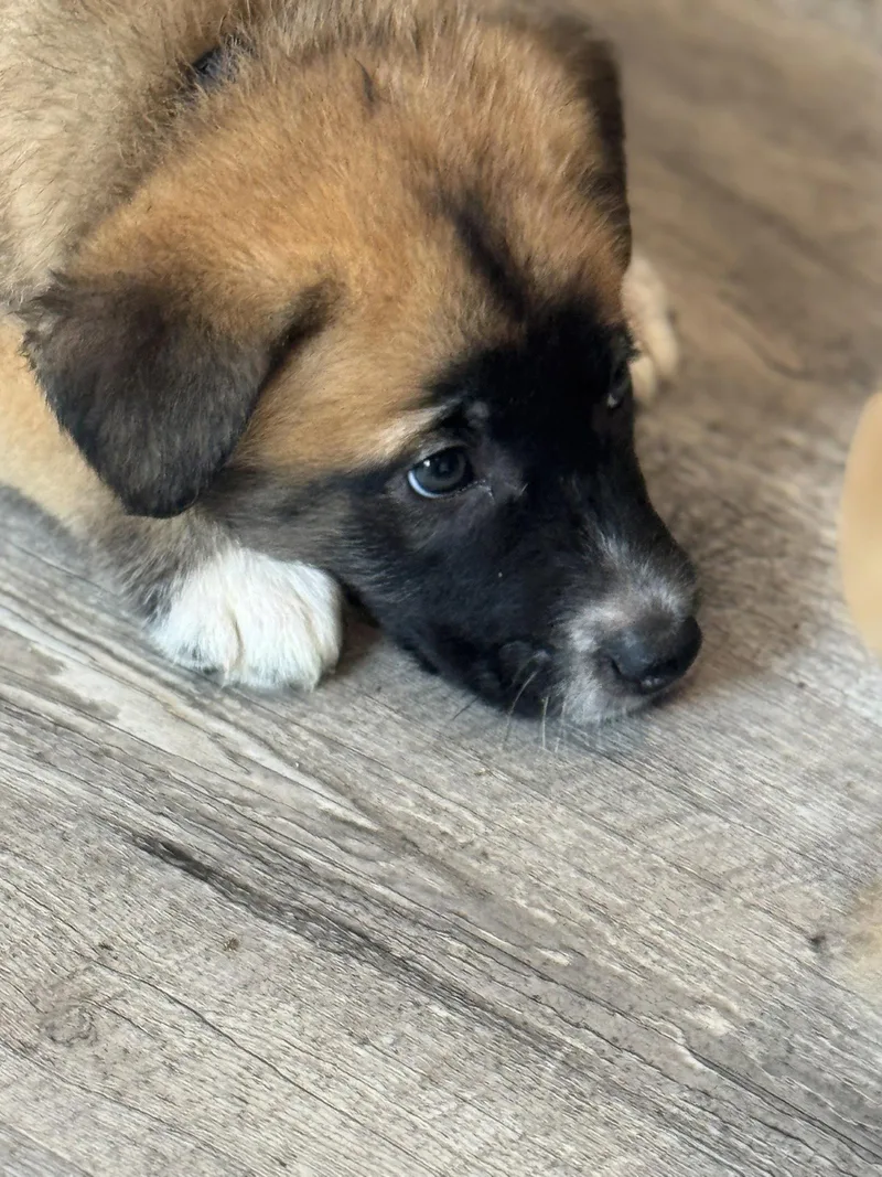 A baby large-sized male Labrador Retriever dog named Rosie's Puppy Clover for adoption in San Diego, CA