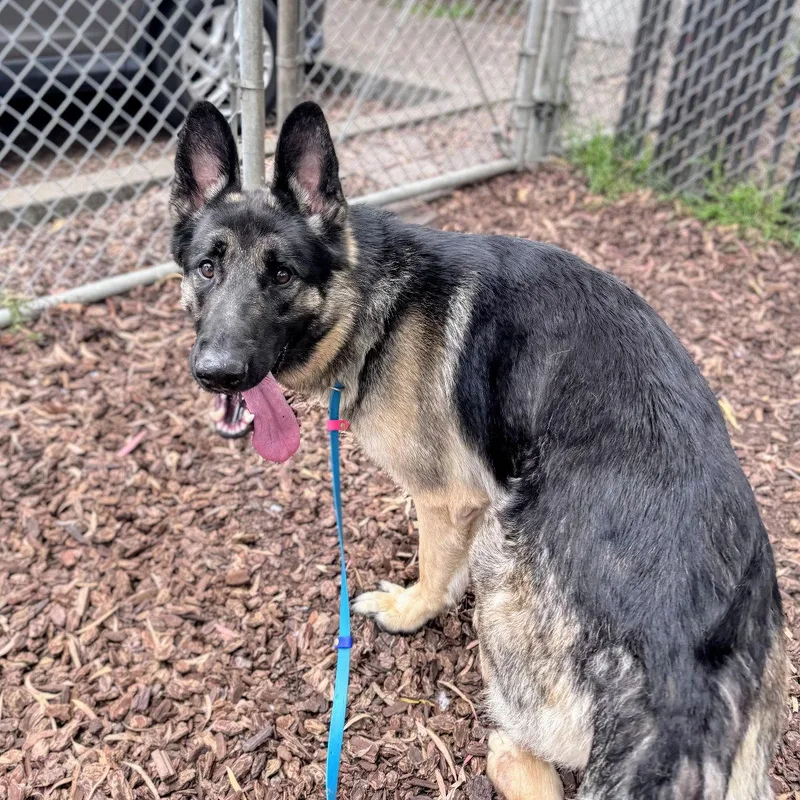 An adult extra large-sized male German Shepherd Dog dog named Kip for adoption in Oakland, CA