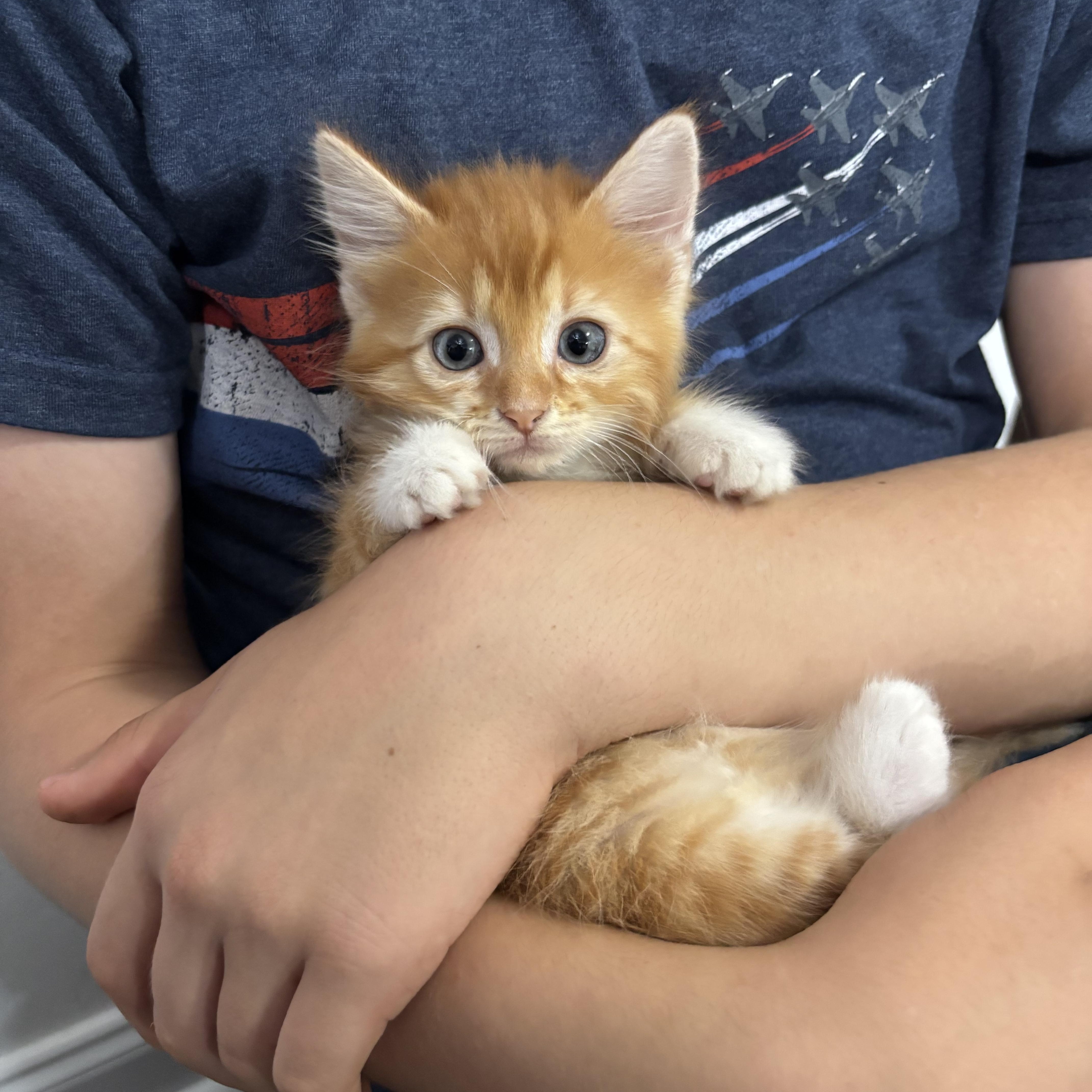 Cheeto Puff