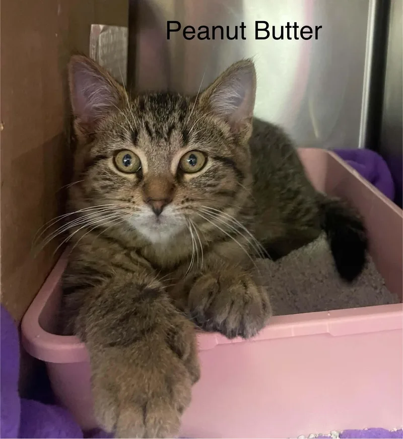 Peanut Butter thumbnail 2