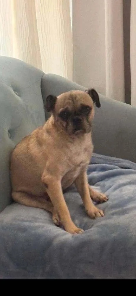 An adult medium-sized male Pug dog named Watson for adoption in Eagle, ID
