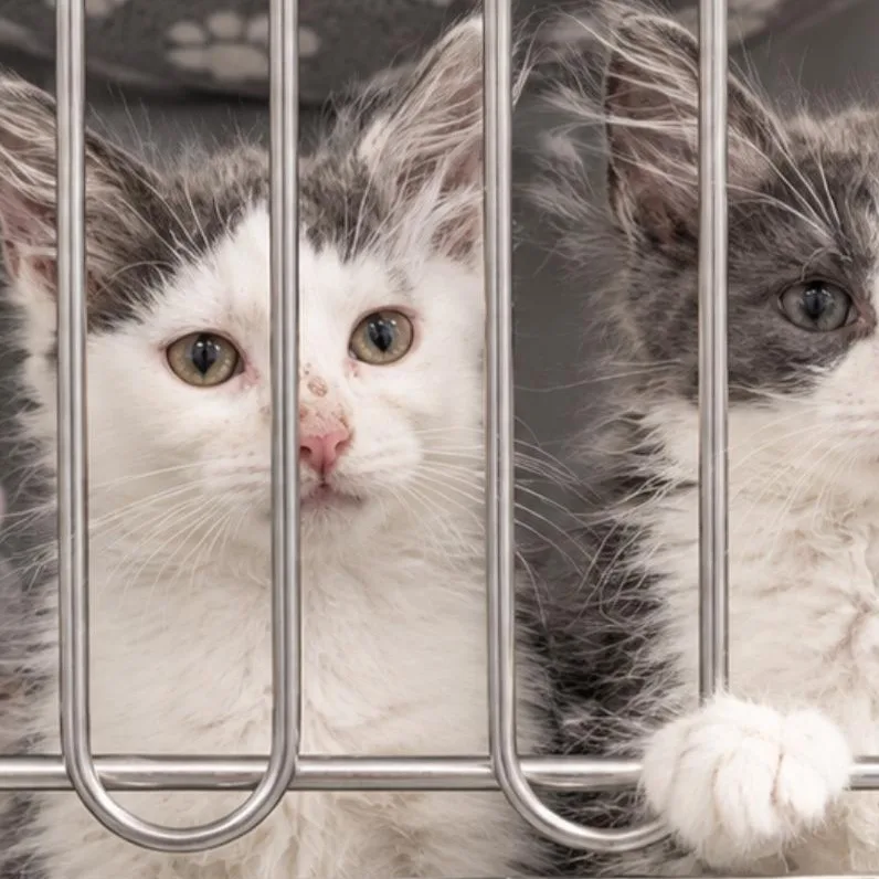 A baby medium-sized male Domestic Long Hair cat named Flint for adoption in Quincy, OH