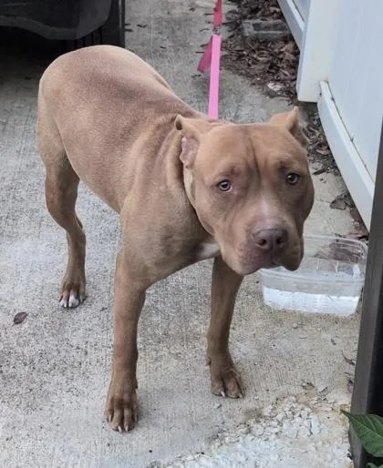 An adult medium-sized female Mixed Breed dog named Cinder for adoption in West Chester, PA